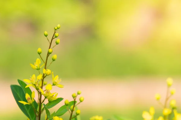 Flor amarilla con fondo verde, tarde brillante, spa en blanco — Foto de Stock