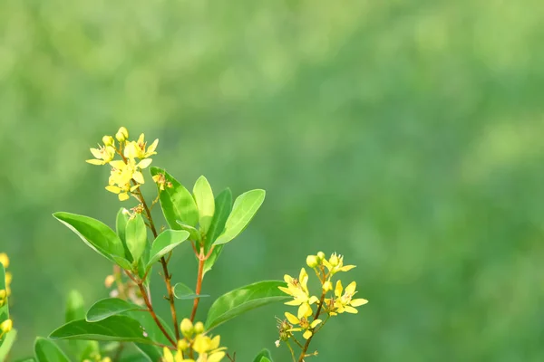 Flor amarilla y hojas verdes con fondo verde, tarde — Foto de Stock