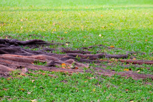 De wortels van grote bomen op groene gazons in het openbare park, chatuc — Stockfoto