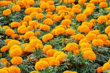 Sarı ve turuncu Marigolds tonları, Çiçek arka plan (Tagete