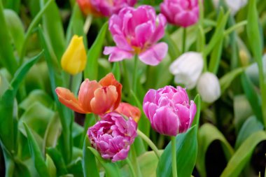 laleler yeşil yaprakları arka plan üzerinde renkli lale çiçek çiçek