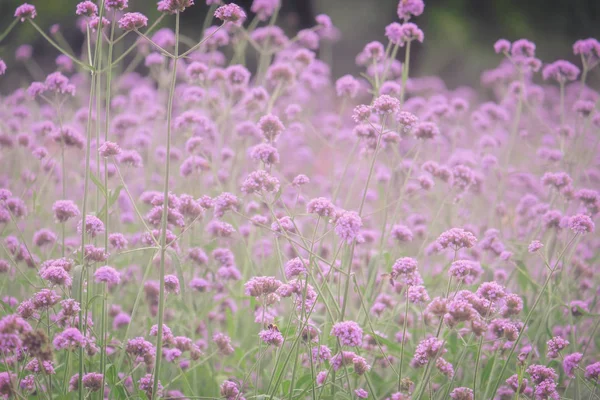 Verbena Bonariensis (Argentina Vervain atau Purpletop Vervain, C — Stok Foto