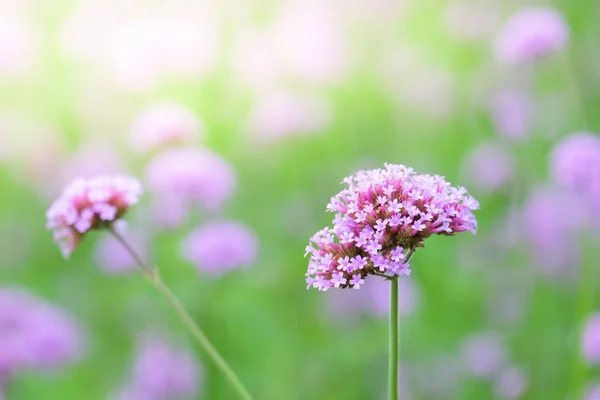Verbena Bonariensis (Arjantin Mine veya Purpletop Mine, C