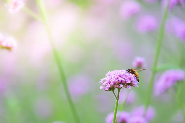 Verbena Bonariensis con abeja melífera obteniendo néctar de pollinati —  Fotos de Stock