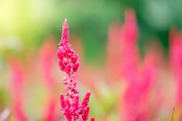 Bidang merah jambul sisir atau Celosia cristata di kebun — Stok Foto