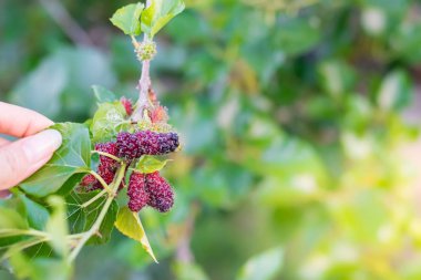 Dut meyvesi ağaçta, dut meyvesi ve çok kullanışlı.