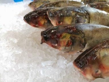 Taze Balık Buz üzerinde Chilling, taze balık bir pazarda satılan.