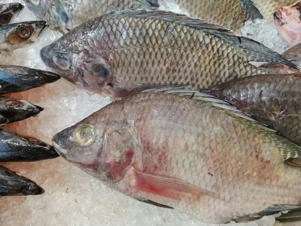 Fresh Fish Chilling on Ice, fresh fish sold in a market. — Stock Photo, Image