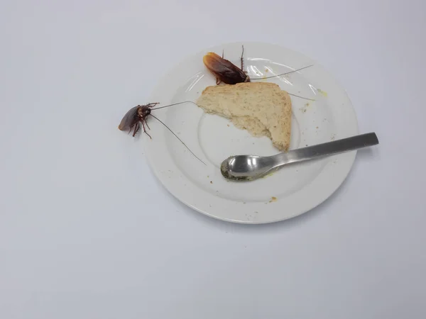 Hamamböceğini beyaz tabakta kepekli ekmeğin üstüne koy, Horoz.