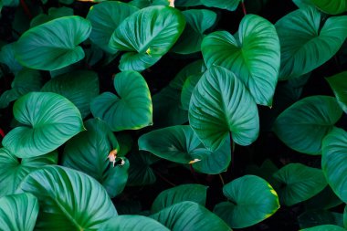 Yeşil yaprak dokusu, Homalomena rubescens Kunth (Kalp Kralı), doğa arka planı, tropikal yaprak.