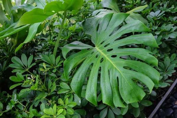 Monstera Leaves veya Swiss Cheese Plant veya Monstera Deliciosa doğada, tropik yeşil yapraklar arka planda, Philodendron Monstera.