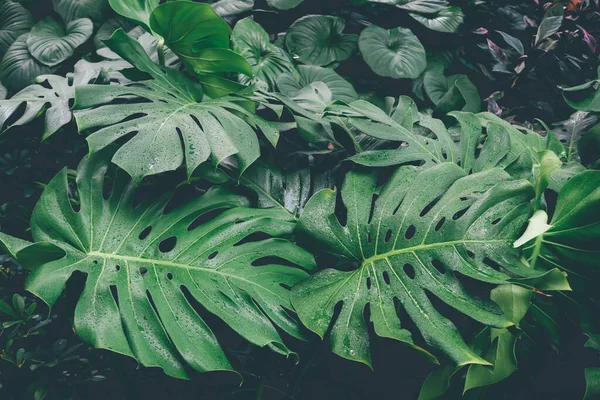 Monstera Leaves veya İsviçre Peynir Bitkisi veya Monstera Deliciosa doğada, tropik yeşil yapraklar arka plan, Philodendron canavarı, yeşil koyu renk tonu.