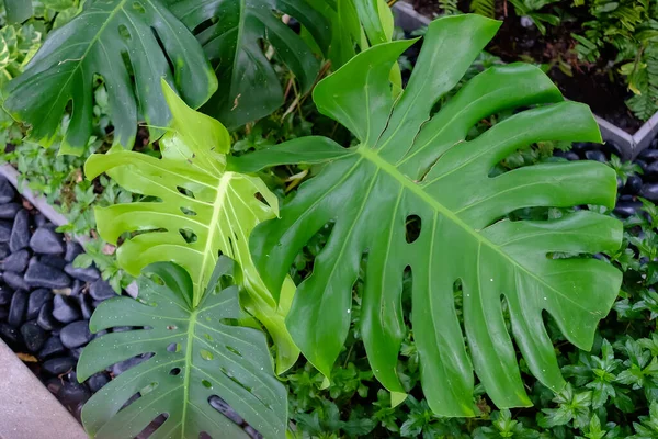Monstera Leaves Swiss Cheese Plant Monstera Deliciosa Nature Tropical Green — Stock Photo, Image
