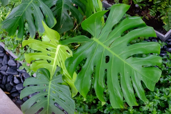 Monstera Leaves veya Swiss Cheese Plant veya Monstera Deliciosa doğada, tropik yeşil yapraklar arka planda, Philodendron Monstera.