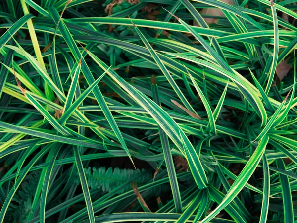 Grüne Blätter Hintergrund Zweige Und Grüne Blätter Natürliche Textur — Stockfoto