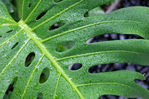 Monstera Leaves or Swiss Cheese Plant or Monstera Deliciosa in nature, tropical green leaves background, Philodendron monstera.