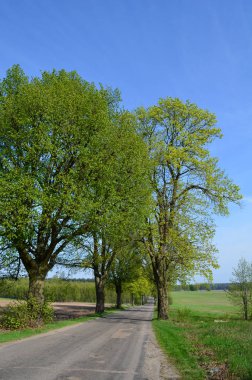 Bahar zaman yol yeşil ağaçlar