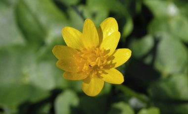 Ranunculus ficaria bahar çiçeği sesonal narin