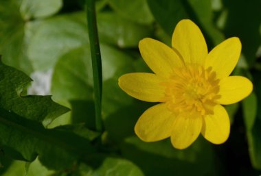 Ranunculus ficaria bahar çiçeği sesonal narin
