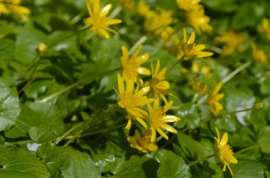 Ranunculus ficaria bahar çiçeği sesonal narin