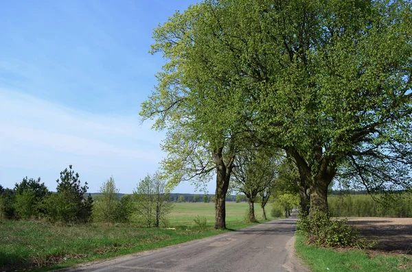 Lente Tijd Weg Groene Bomen — Stockfoto
