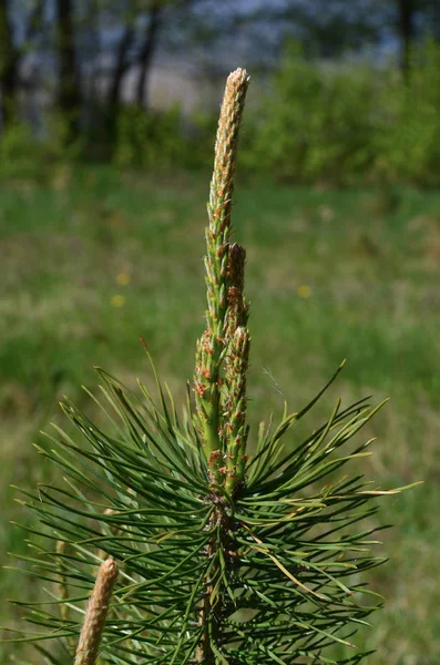 Young Shoots Pine — Stock Photo, Image