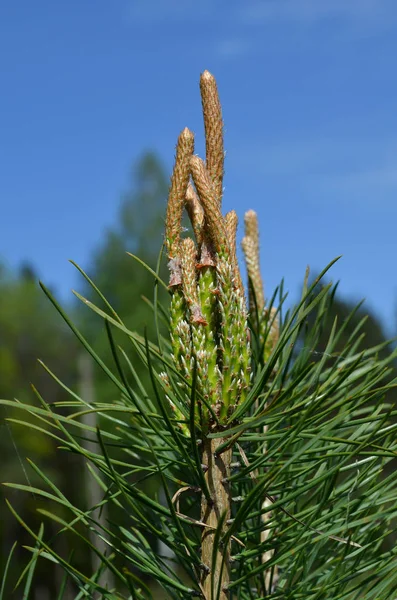 Brotes Jóvenes Pino — Foto de Stock