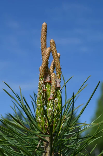 Young Shoots Pine — Stock Photo, Image