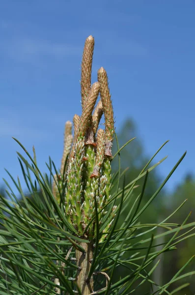 Young Shoots Pine — Stock Photo, Image