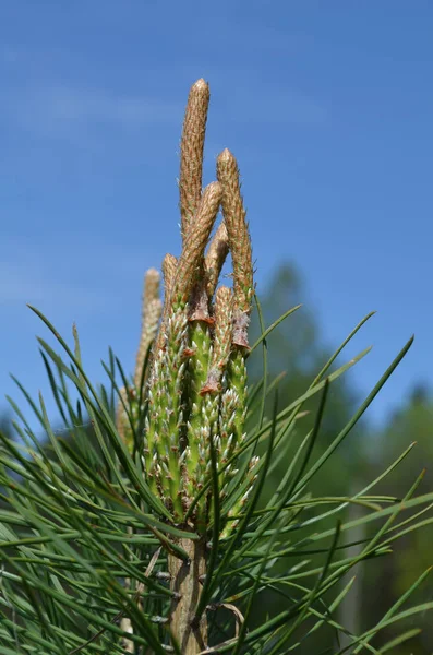 Brotes Jóvenes Pino — Foto de Stock