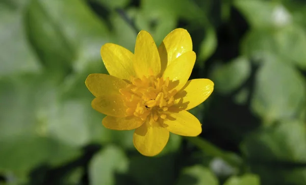 Ranunculus Ficaria Primavera Flor Sesonal Delicado — Foto de Stock