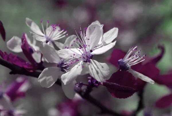 Pink Spring Flowers Sunny Day — Stock Photo, Image