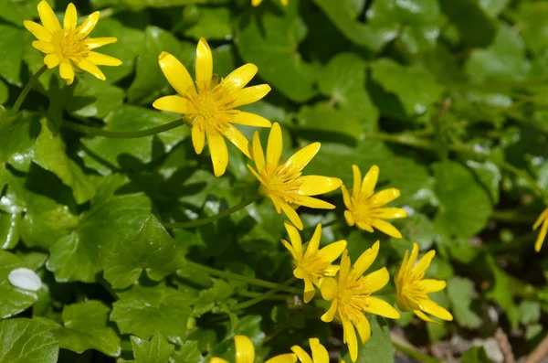 Ranunculus Ficaria Весенний Цветок Sesonal Деликатный — стоковое фото