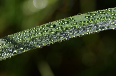 Yaprağa çiy damlaları düşer.