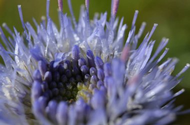 İlkbahar mevsimlik çiçekler kapanıyor