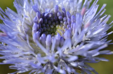 İlkbahar mevsimlik çiçekler kapanıyor