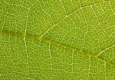 yaprak yapı makro soyut