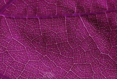 yaprak yapı makro soyut