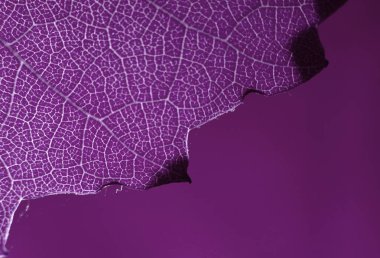 yaprak yapı makro soyut