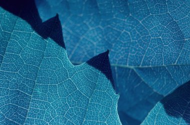 yaprak yapı makro soyut