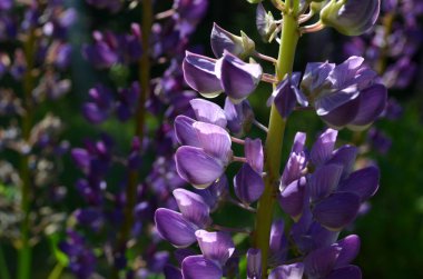 Lupin çiçek güneşli gün