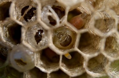  yaban arısı kovanı larve ile