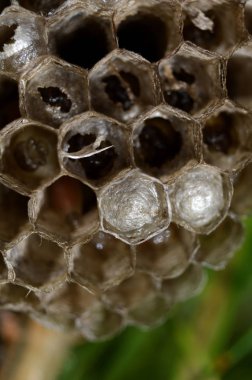  yaban arısı kovanı larve ile