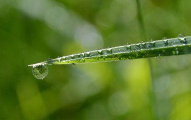 Yaprağa çiy damlaları düşer.