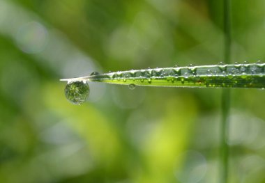 Yaprağa çiy damlaları düşer.