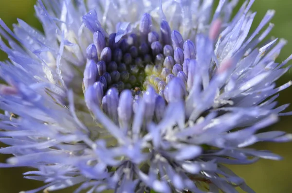 İlkbahar mevsimlik çiçekler kapanıyor