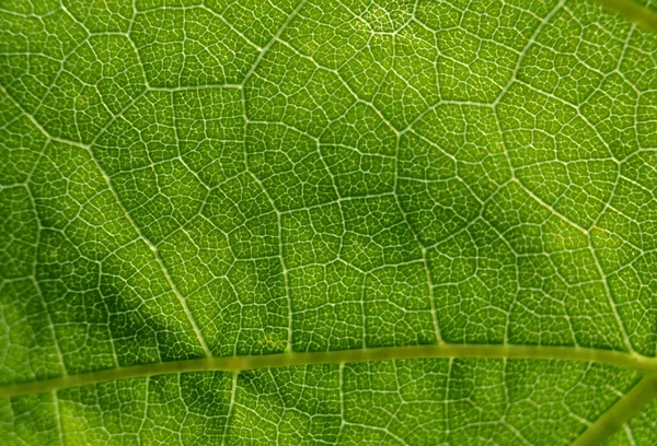 List Struktury Makro Abstrakt — Stock fotografie