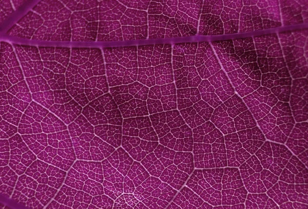 yaprak yapı makro soyut