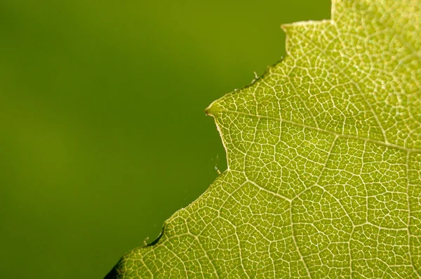 leaf structure macro abstract