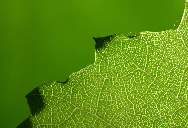 leaf structure macro abstract